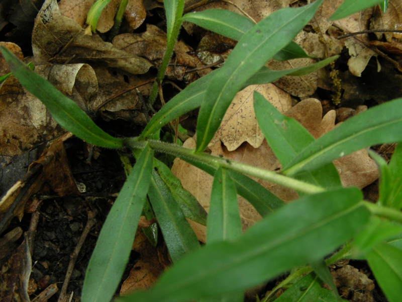 Dal parco dei gessi (Bologna) - Buglossoides purpurocaerulea
